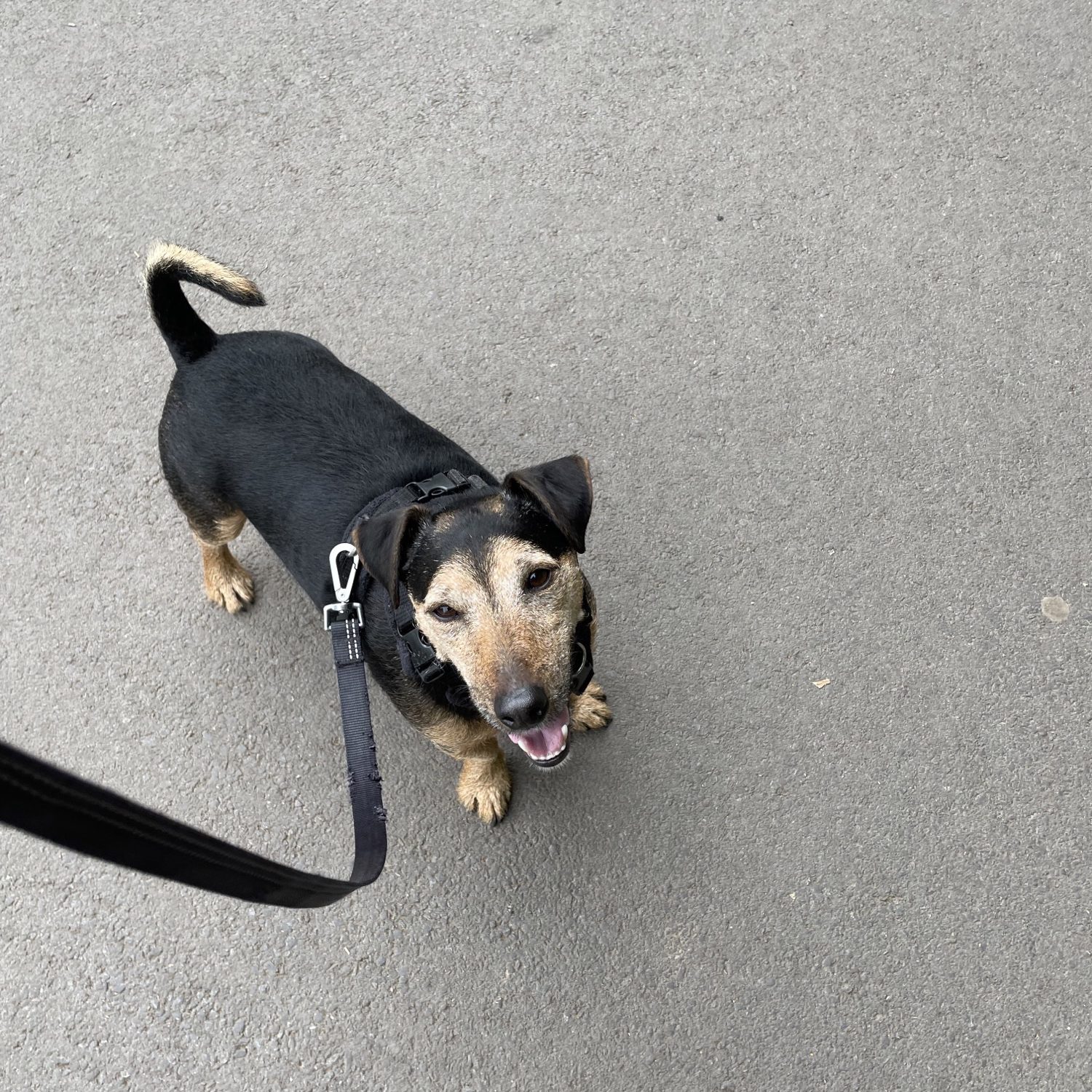 Dog Walking Services Covering Bromsgrove, Redditch, Wychbold, and Solihull