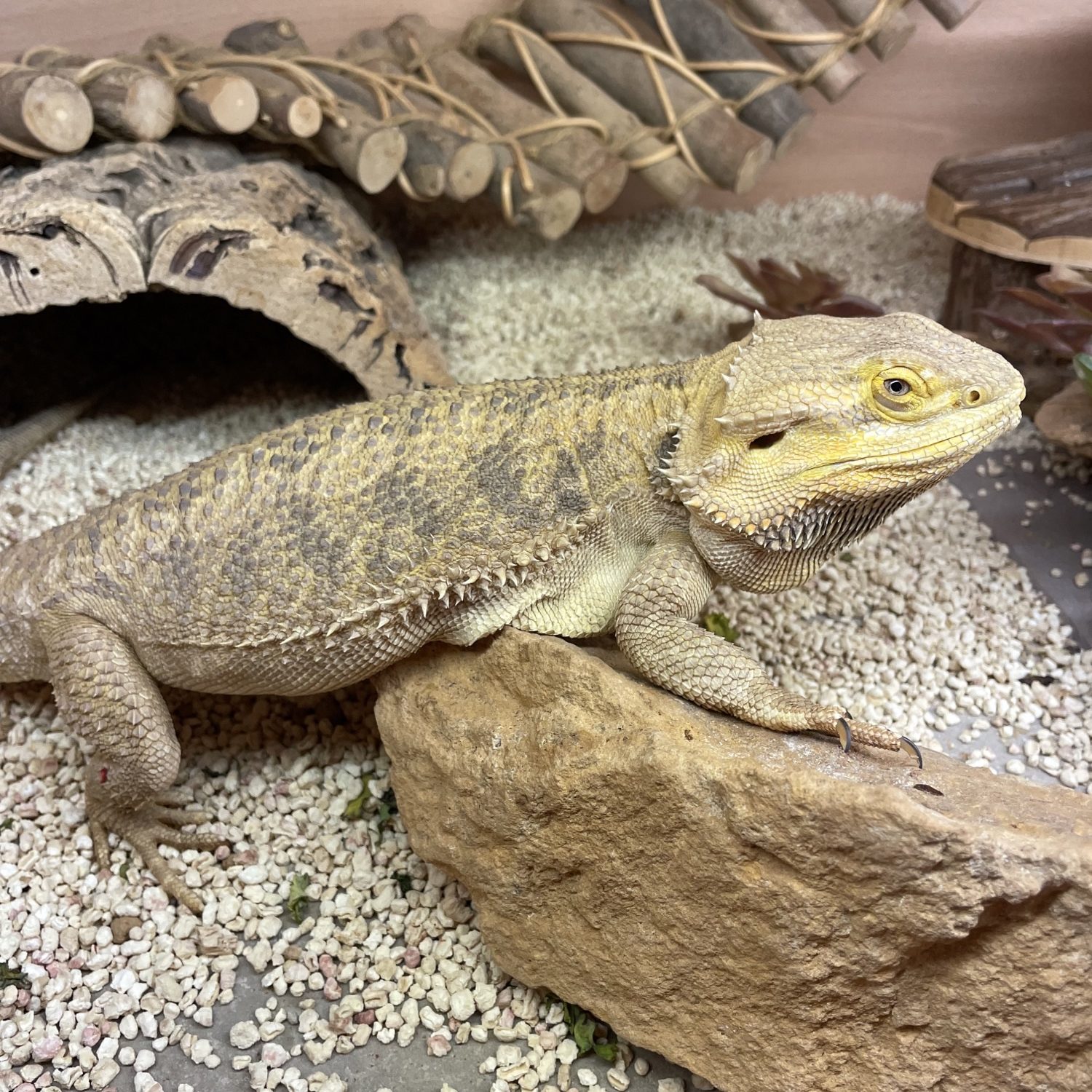 Bearded Dragon Sitting Services Covering Bromsgrove, Redditch, Wychbold, and Solihull